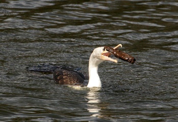 Pied cormorant playing?